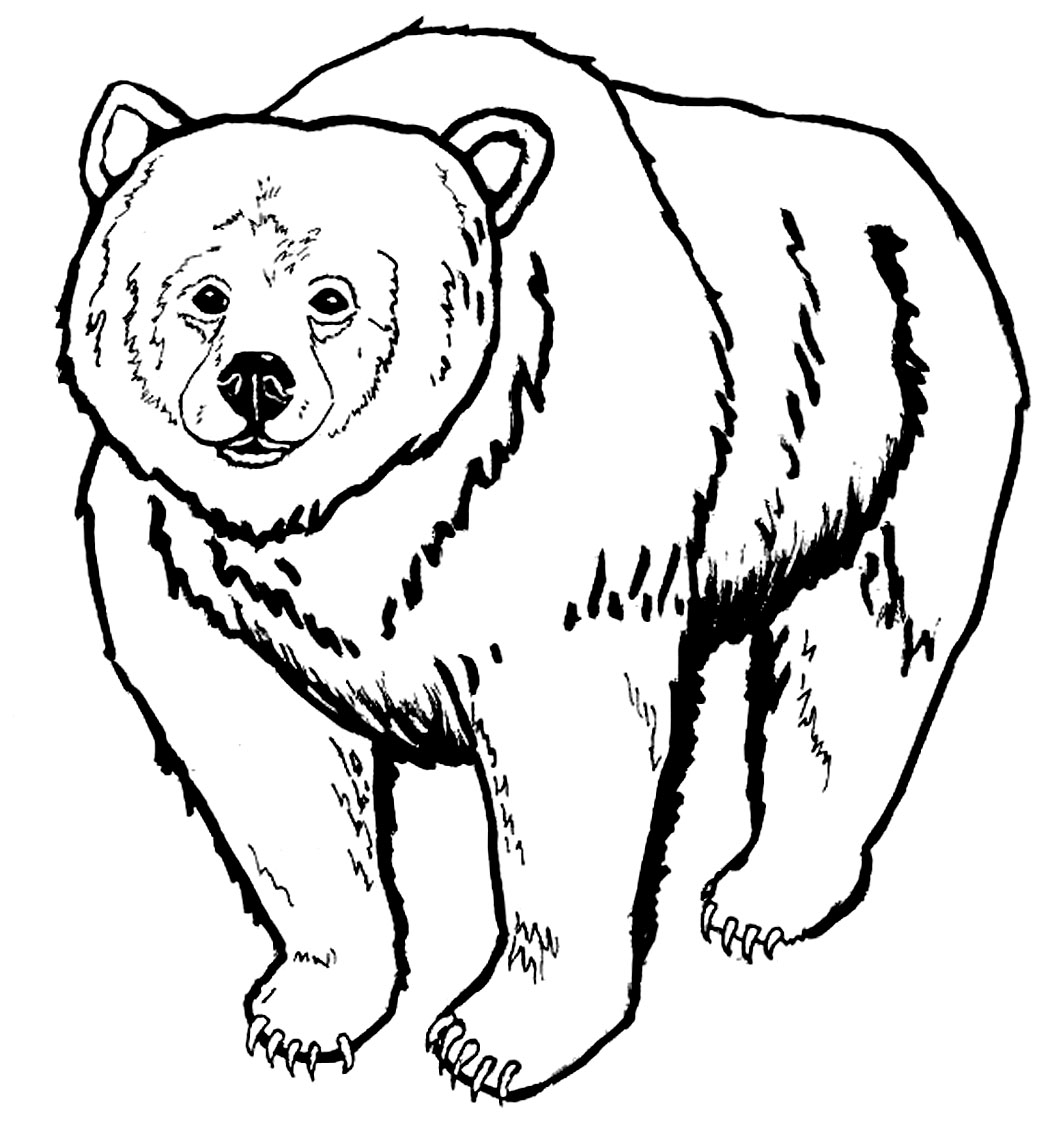 Fluffy fur balls Bear coloring pages 37 pictures and cliparts Print