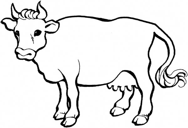 29 cow coloring pages for kids  Print Color Craft