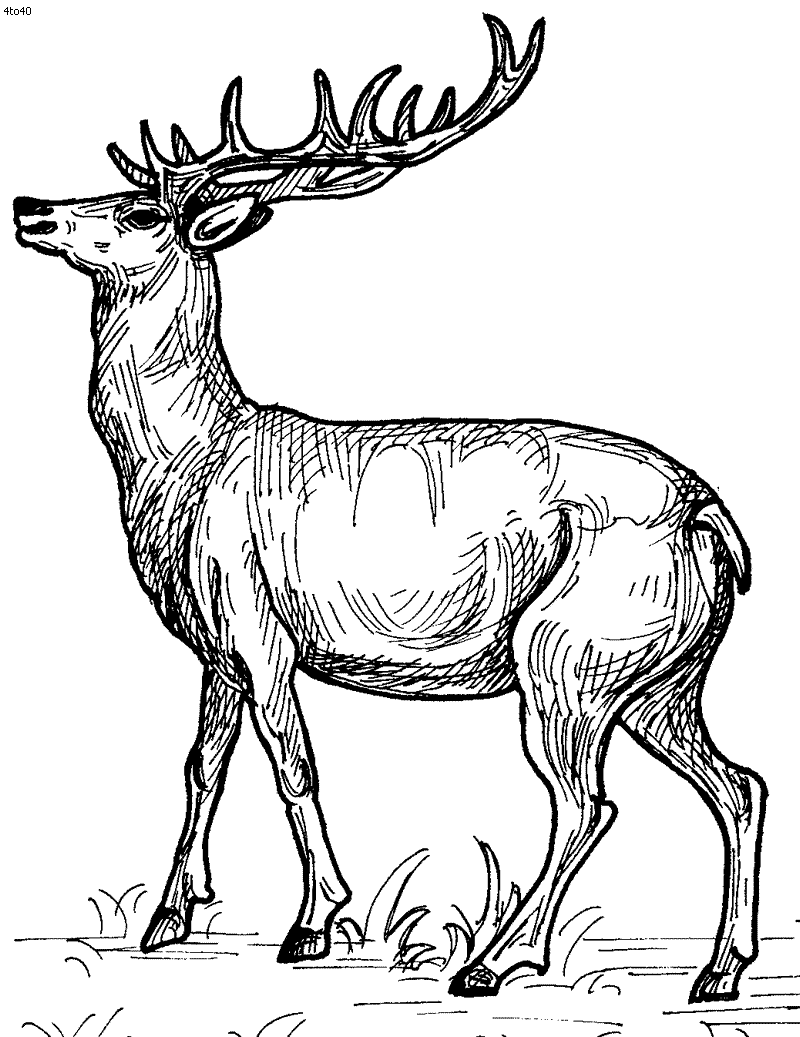 Spotted racer Deer coloring pages 33 Pictures and cliparts - Print