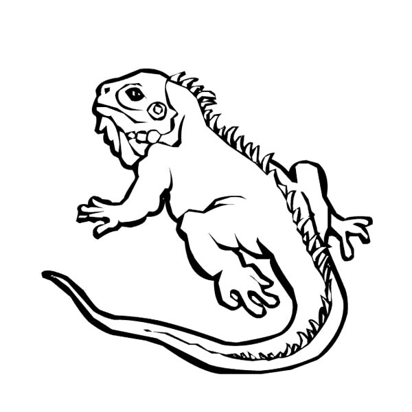 iguana coloring pages to print - photo #8