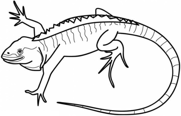 iguana coloring pages to print - photo #22