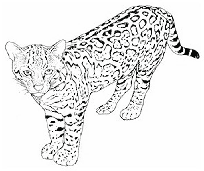 Leopard Coloring Pages - Kidsuki