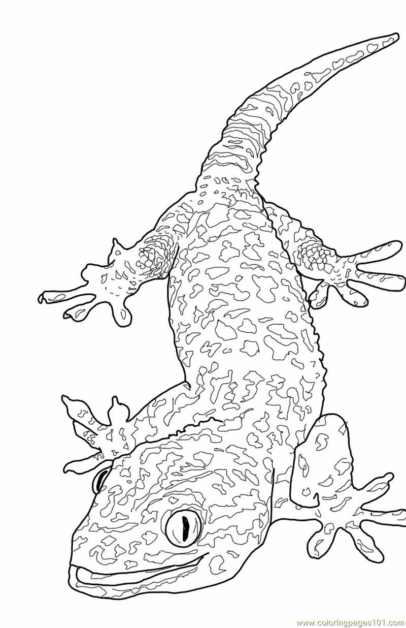 13 lizard coloring pages printable - Print Color Craft
