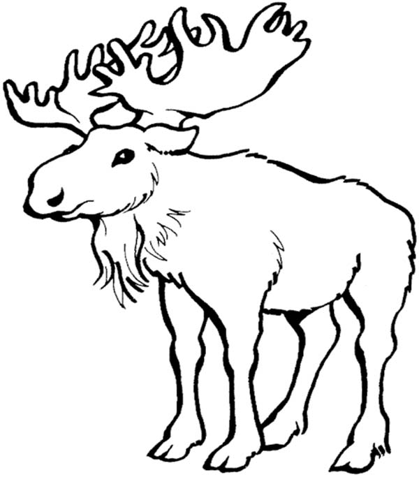 16 moose coloring pages Print Color Craft