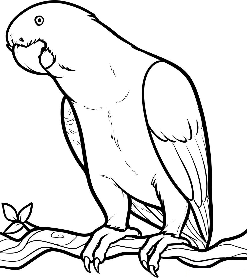14 Coloring Pictures Parrot Print Color Craft Printable Pages Animals