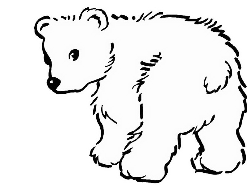 Fluffy fur balls Bear coloring pages 37 pictures and cliparts - Print Color Craft