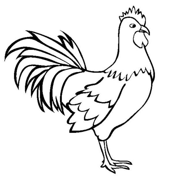 Rooster Coloring Pages Kidsuki