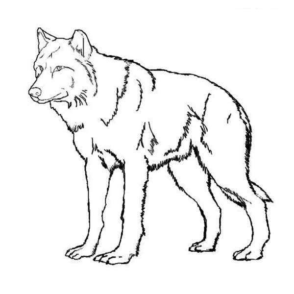 12 wolf coloring pages  Print Color Craft