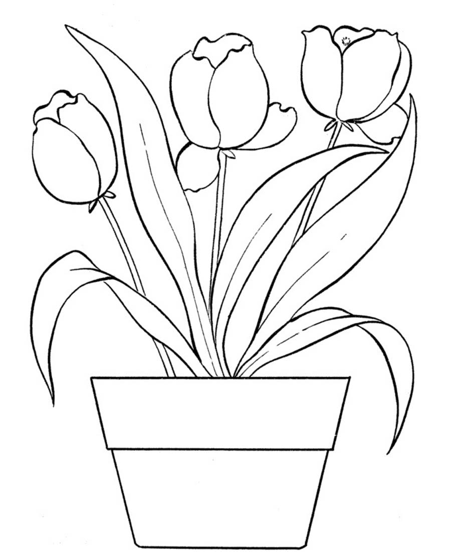 14 tulip coloring page Print Color Craft