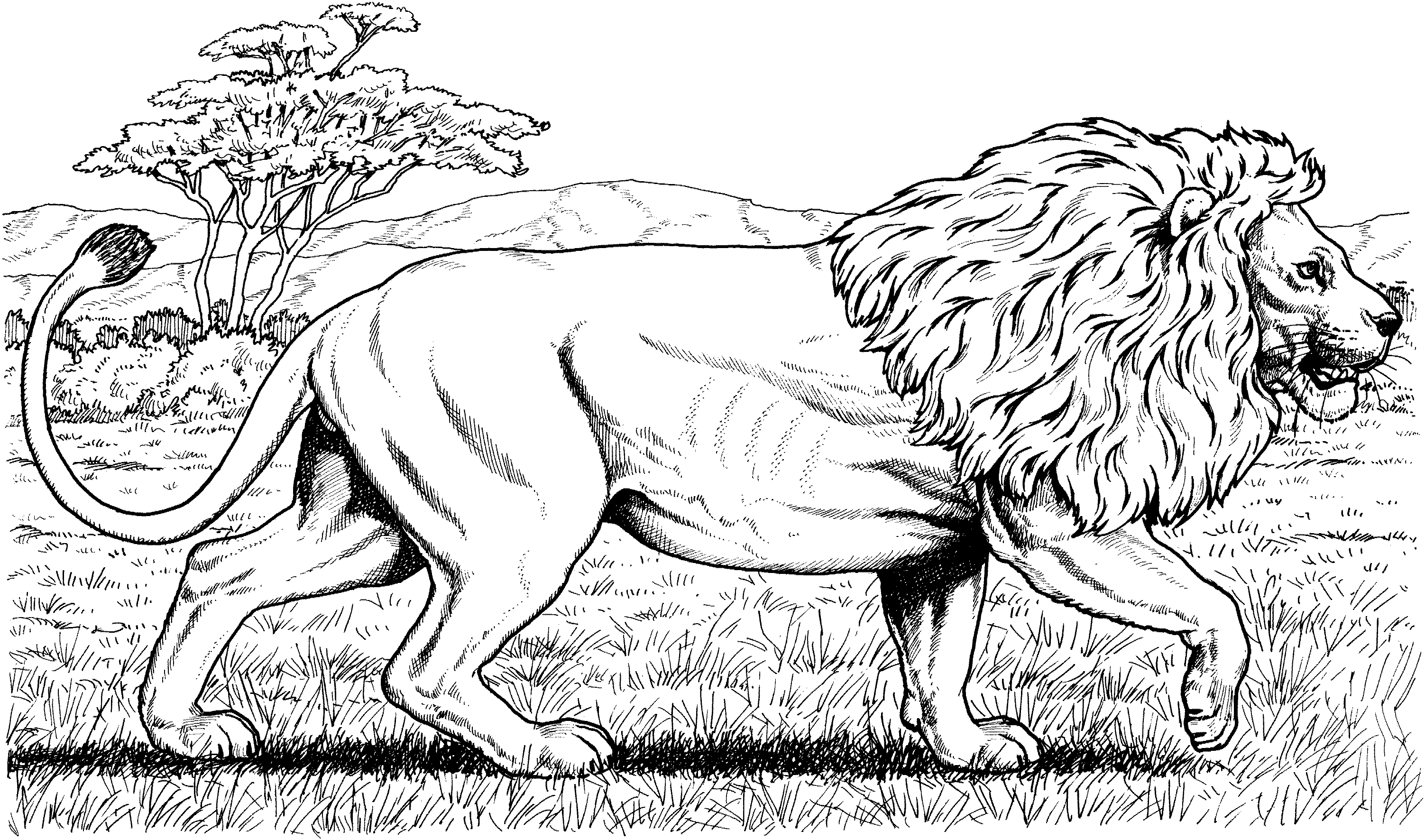 lion coloring pages 1