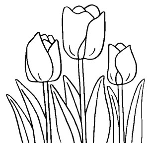 Tulips flowers coloring pages and Tulips Crafts : spring is here