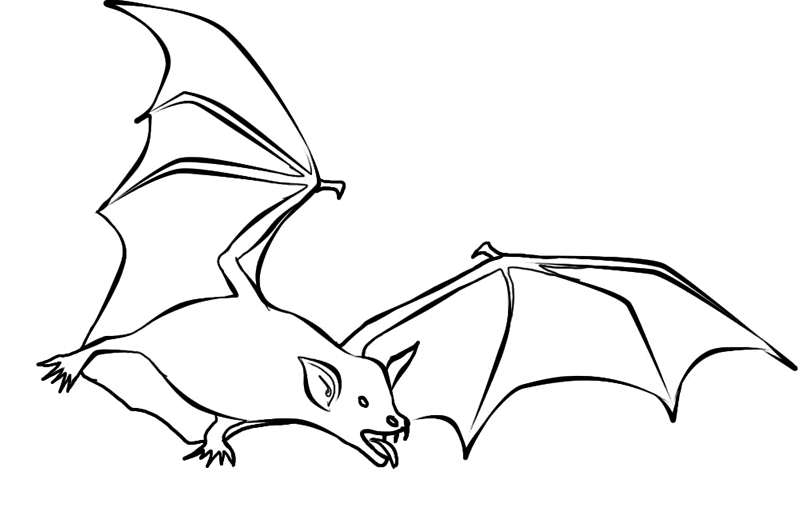 bat coloring page,printable,coloring pages