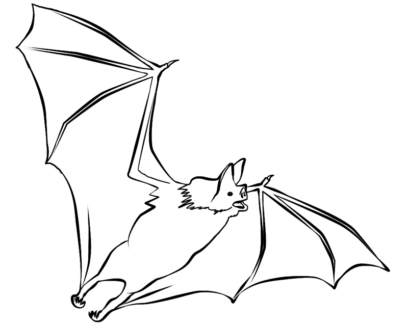 coloring pages of bat,printable,coloring pages