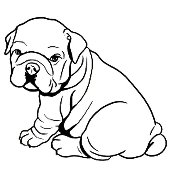12 coloring pages of bulldog - Print Color Craft