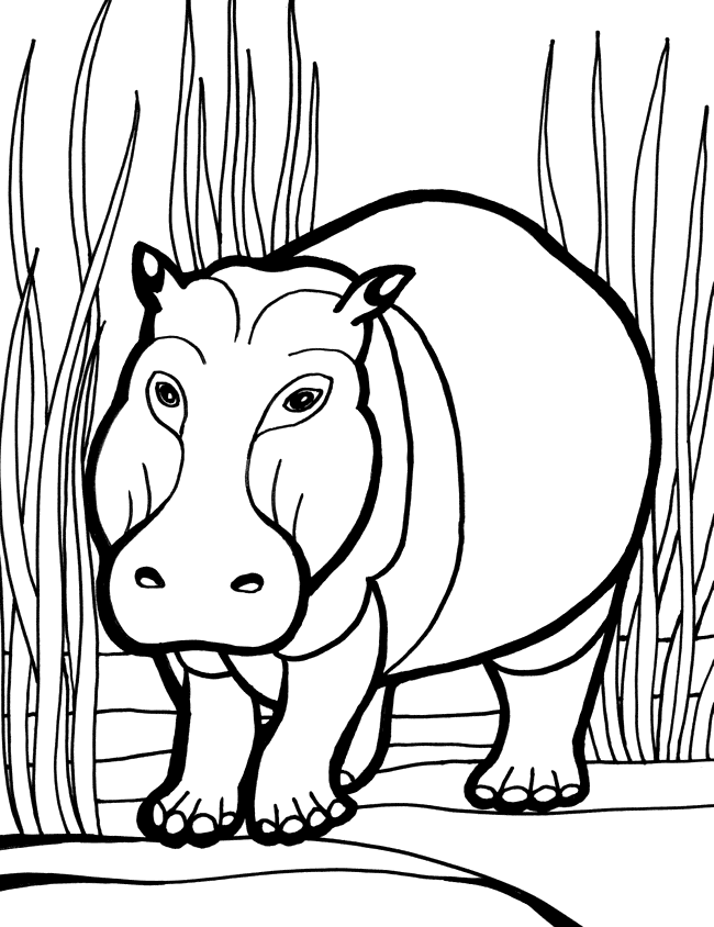 hippo coloring pages 13,printable,coloring pages