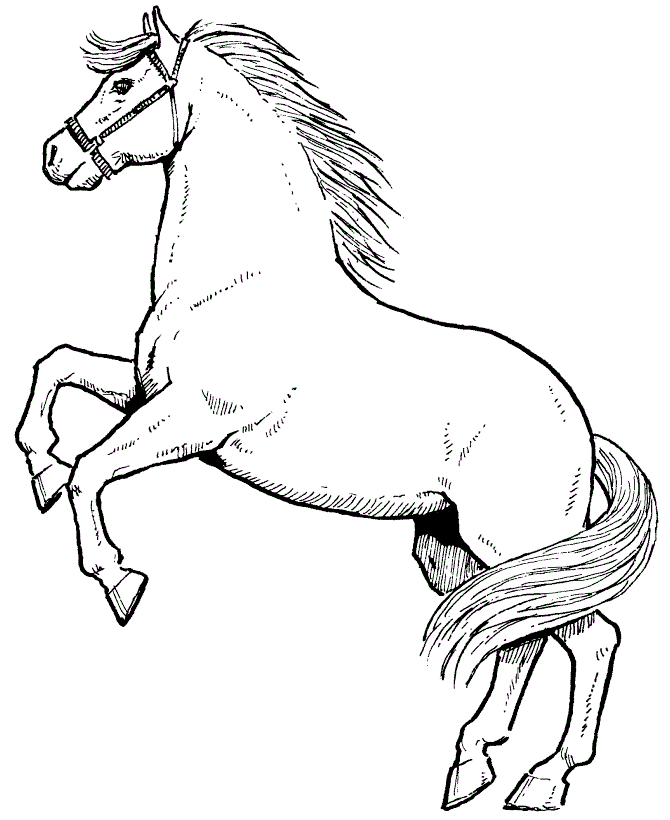 horse coloring pages 13,printable,coloring pages