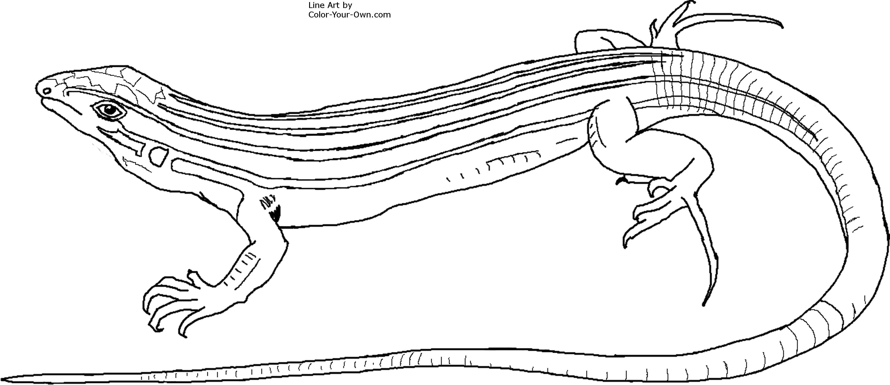 Download 13 lizard coloring pages printable - Print Color Craft