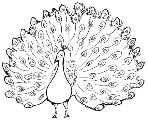 coloring pictures peacock,printable,coloring pages