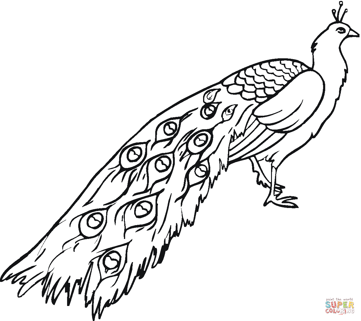 peacock coloring pages printable,printable,coloring pages