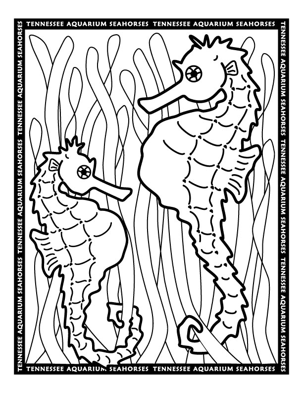 seahorse coloring pages 11,printable,coloring pages