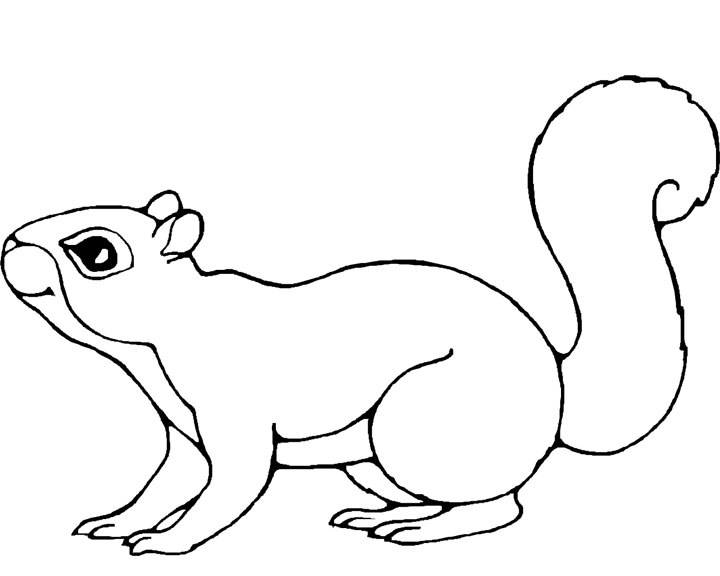 Download 11 squirrel coloring page - Print Color Craft