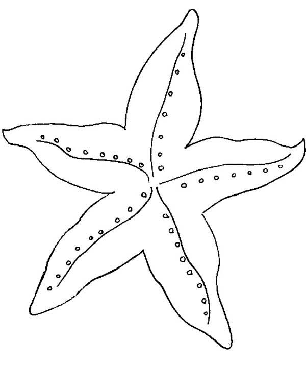starfish coloring pages 12,printable,coloring pages