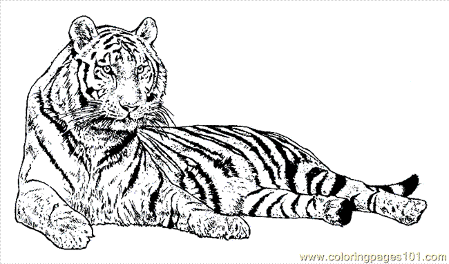 11 printable pictures of tiger page - Print Color Craft