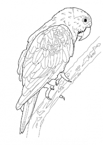 Macaw Parrot Adult Coloring Pages Hard and Difficult to Color