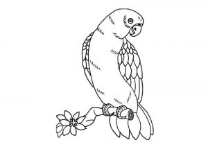 Nice Little Parrot on a Branch Parrot Coloring Page