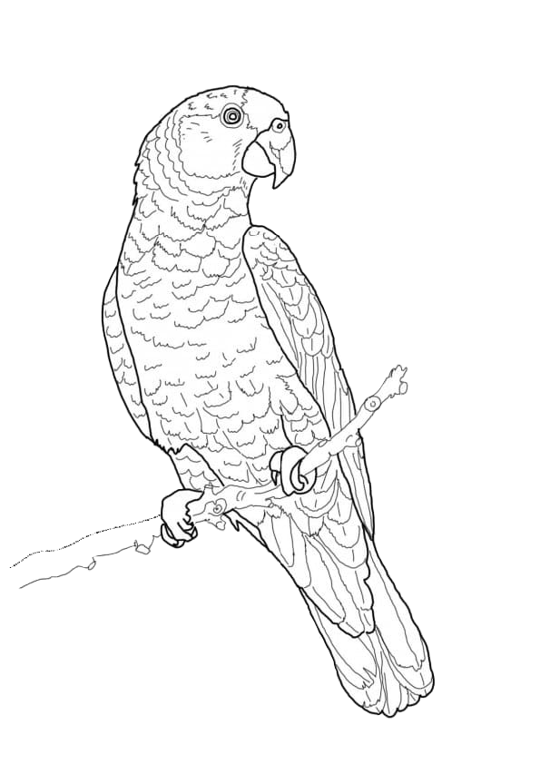 Print and Color Amazon Parrot Coloring Pages Adult Coloring Hard to ...