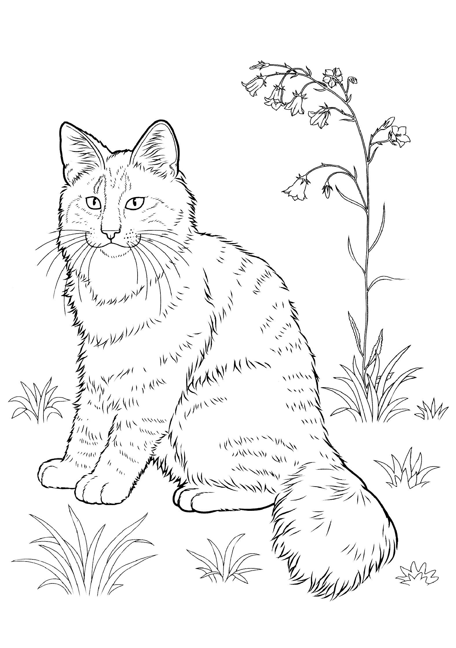 Detailed Cat Adult Coloring Pages