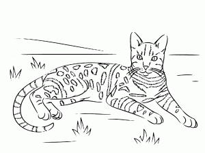 Printable Coloring Page of a Wild Cat