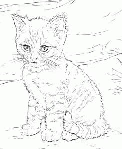 Printable Realistic Looking Cat Coloring Pages for Adults