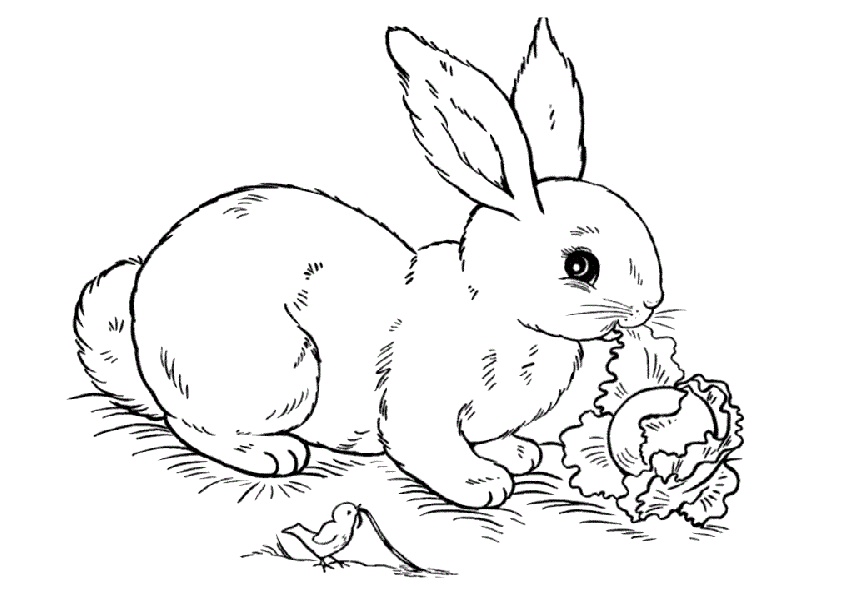 Herbivores Rabbit Eating Her Veggies Rabbit Coloring Pages
