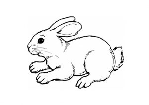 Realistic Looking Rabbit Coloring Pages
