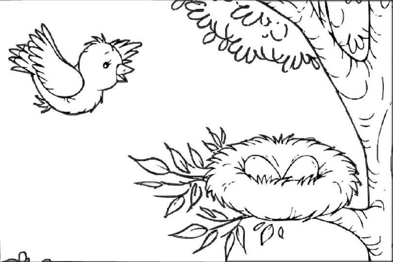 Mommy Bird Back to Her Nest with Eggs Birds Coloring Pages - Print