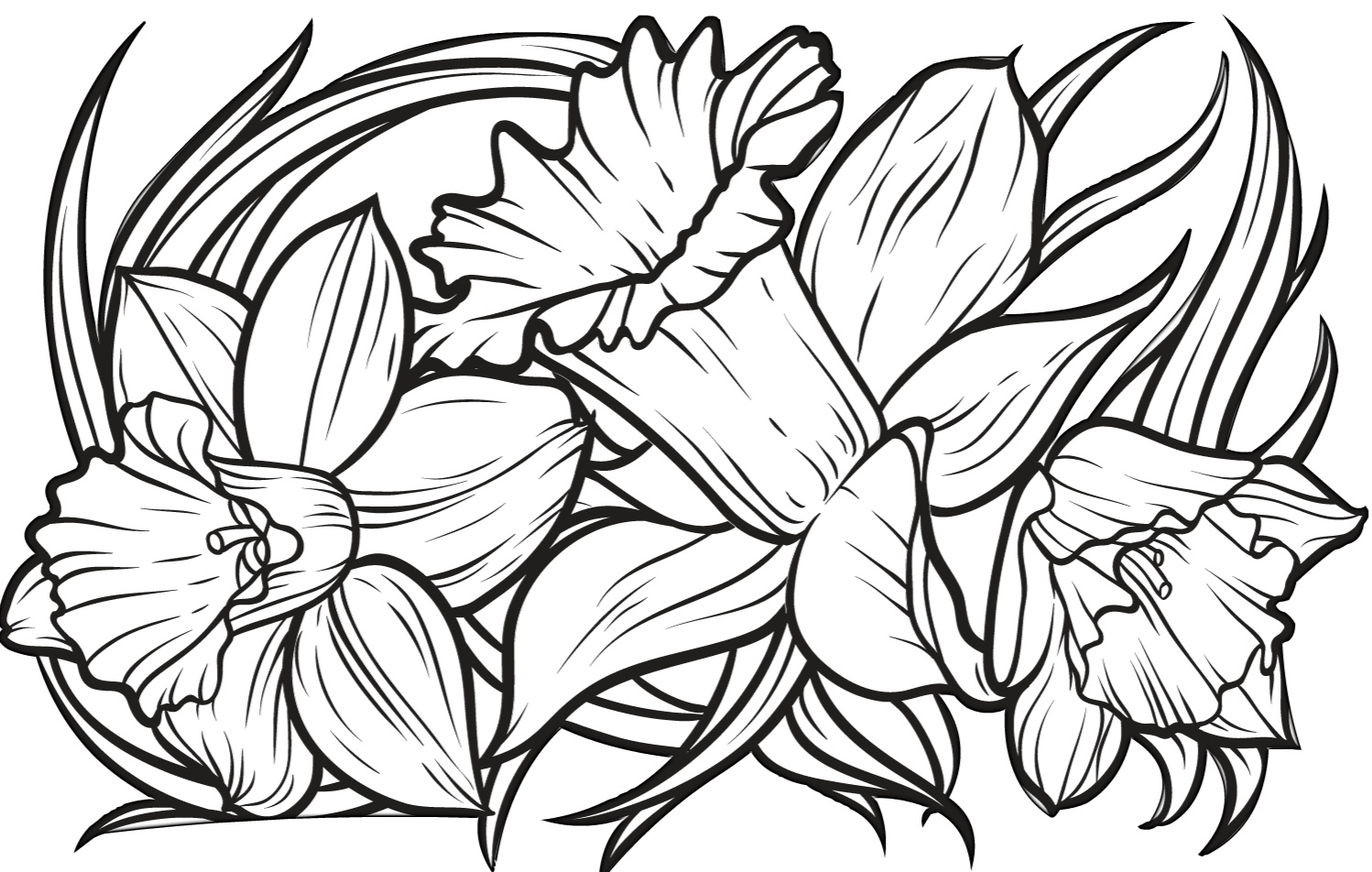 Printable Daffodil Coloring Pages for Adults