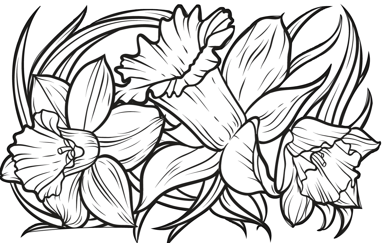 Printable Daffodil Coloring Pages for Adults Print Color