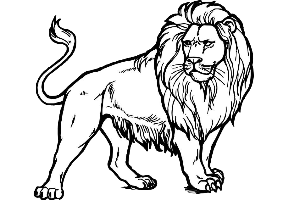 Majestic and Realistic Looking Lion Coloring Pages Print and Color ...