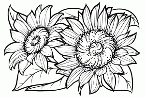 Printable Flower Coloring Pages for Adults Sunflower Page