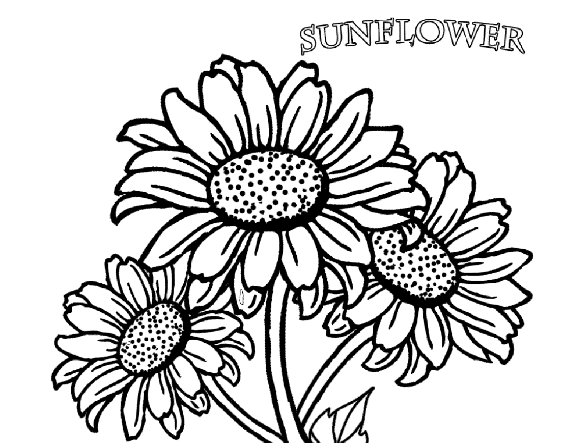 Printable Sunflower Coloring Pages Easy and Hard