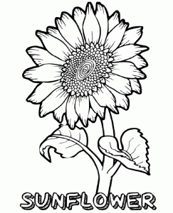 Realistic Looking Sunflower Coloring Page