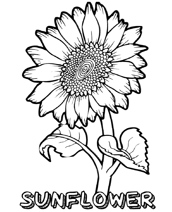 Realistic Looking Sunflower Coloring Page