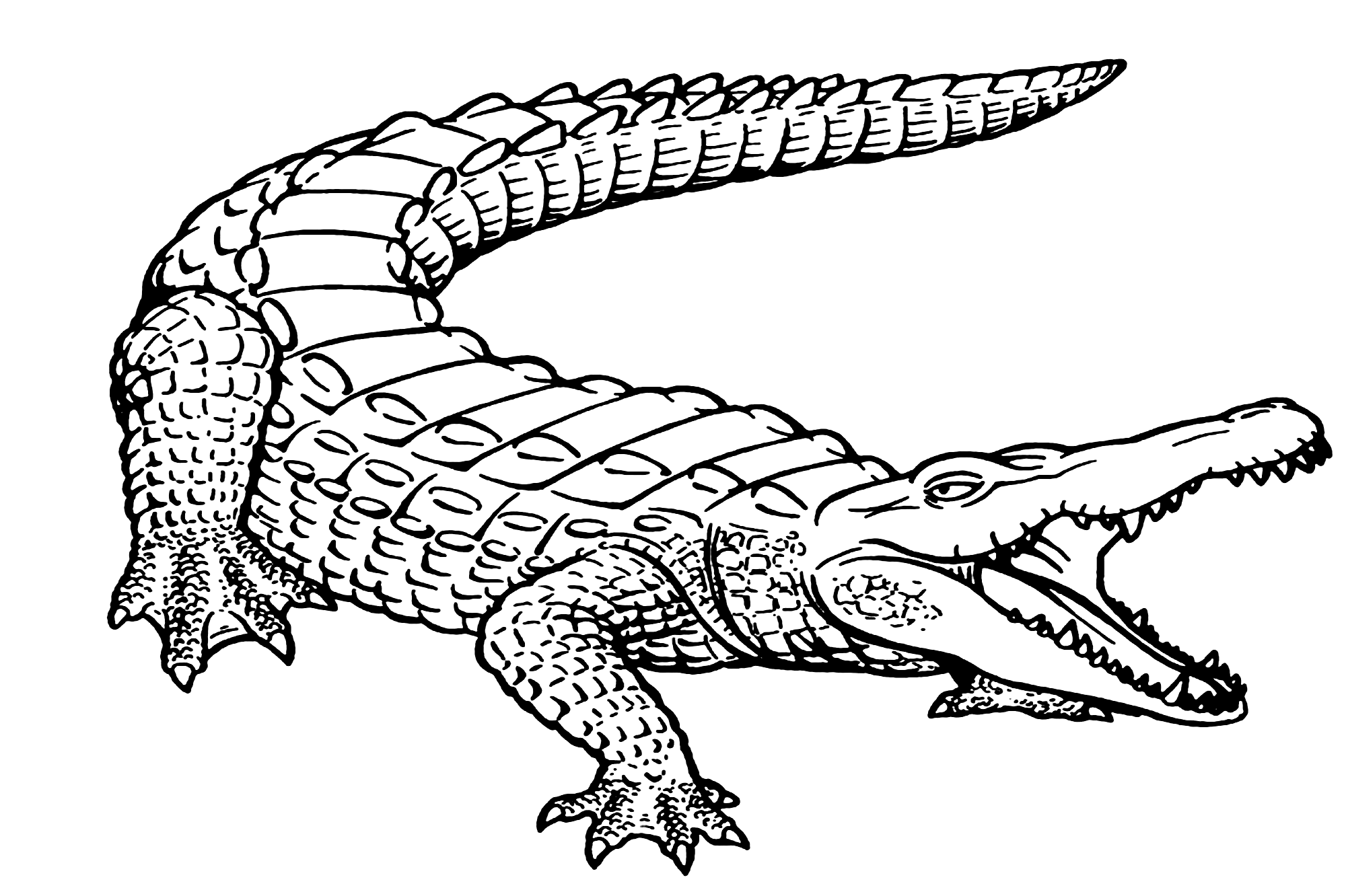 Alligator Coloring Pages Cute and Relaistic Print Color Craft